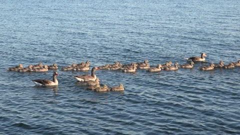 Group of goose Video stock 150056929