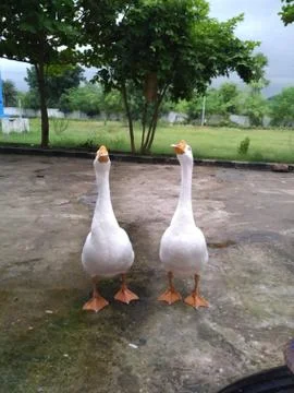 A group of goose. Stock-Fotos