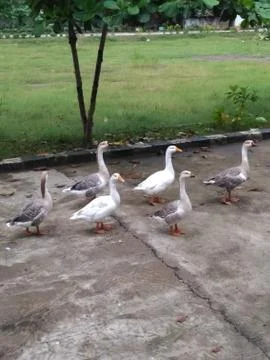 A group of goose. Stock-Fotos