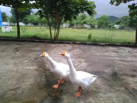 A group of goose. Stock-Fotos
