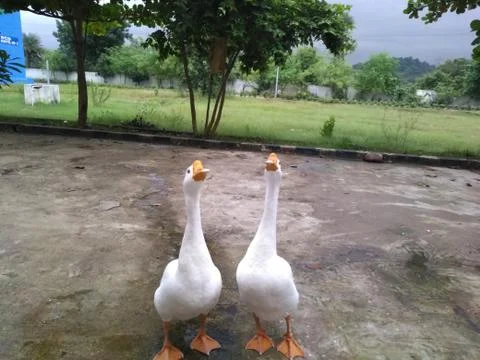 A group of goose. Stock-Fotos