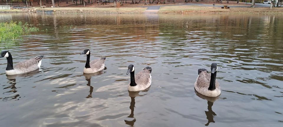 Group of Goose Stock Photos