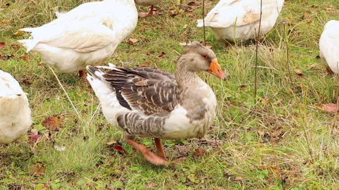 Group of gooses walking on green grass. Stock Footage 140717066