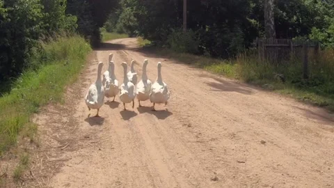 Group of gooses walking on road Stock Footage 140656306