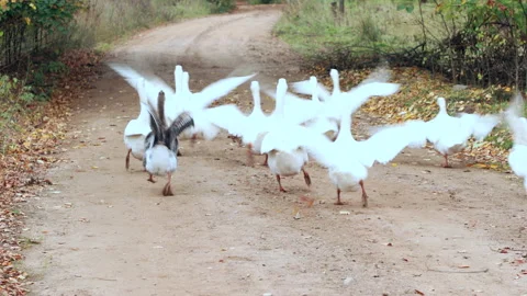 Group of gooses walking on road. Stock Footage 140715264