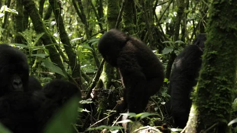 Group of Gorillas in the forest Stock Footage 103805837