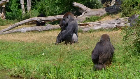 Group of Gorillas Gather Around Silverback During Meal Distribution Stock Footage 294592701
