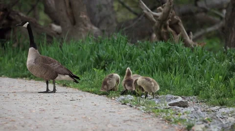 Group of goslings eating on side of trail Stock Footage 50183006