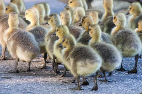 Group of goslings walking Stock Photos