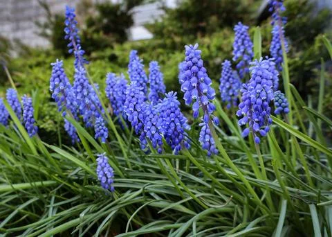 A group of Grape Hyacinth. Stock Photos