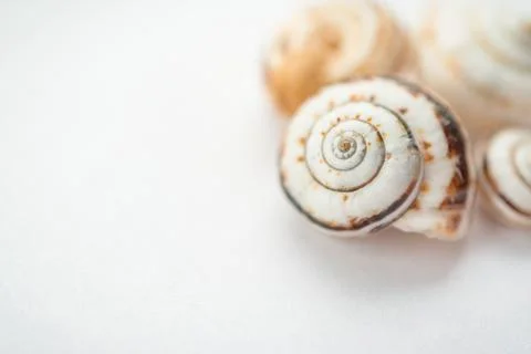 A group of grape snail shells in close-up on a light background, in powdery Stock Photos