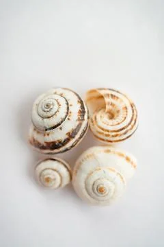 A group of grape snail shells in close-up on a light background, in powdery Stock Photos