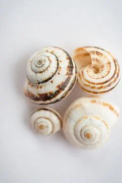 A group of grape snail shells in close-up on a light background, in powdery Stock Photos