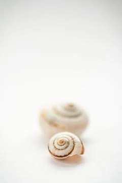 A group of grape snail shells in close-up on a light background, in powdery Stock Photos