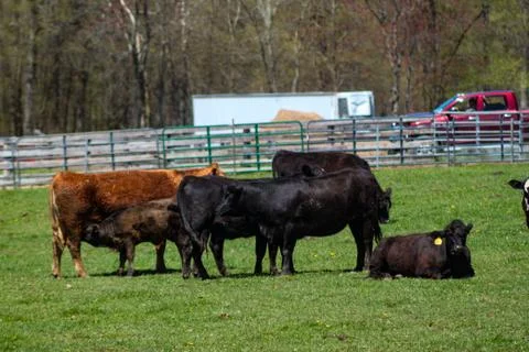 Group of Grass Fed Beef Cattle in Pasture Stock Photos