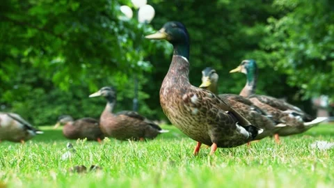 A Group Of Grass Sand Ducks On A Field Of Grass Stock Footage 279596258