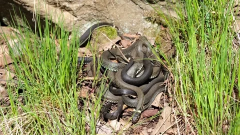 Group of Grass snakes (Natrix natrix) lying and basking in the spring sun, Stock Footage 337376278