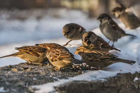 A group of gray and brown sparrows sits on a gray concrete surface with white Foto stock