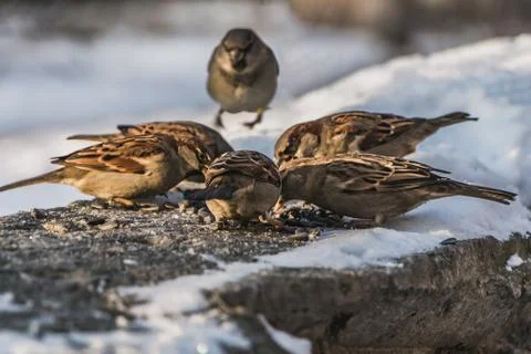 A group of gray and brown sparrows sits on a gray concrete surface with white Stock Photos