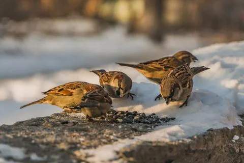 A group of gray and brown sparrows sits on a gray concrete surface with white Stock Photos