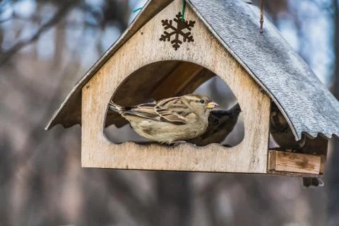 A group of gray and brown sparrows is in an old yellow bird and squirrel feeder Foto stock