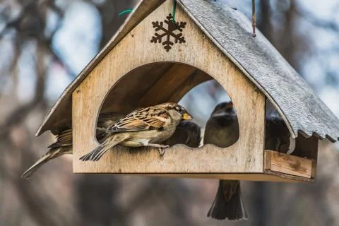 A group of gray and brown sparrows is in an old yellow bird and squirrel feeder Foto stock