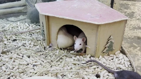 A group of gray and white rats run around the cage. Rodent concept. Vertical Stock Footage 250127460