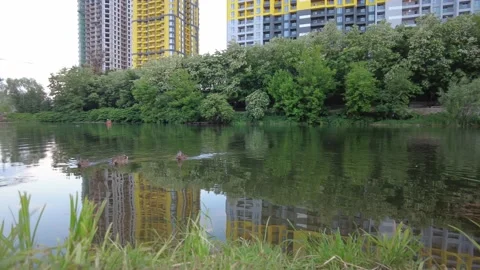 A group of gray ducks in the pond is looking for food. Stock Footage 155583645