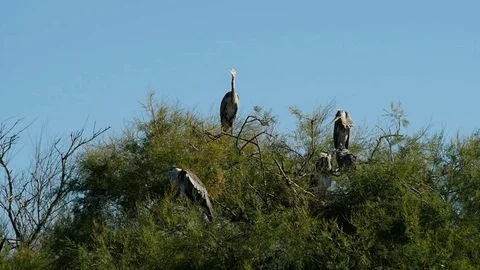 Group of gray heron on the branches of a tree in 4k Stock Footage 94733229