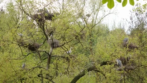 Group of gray herons Stock Footage 240022680