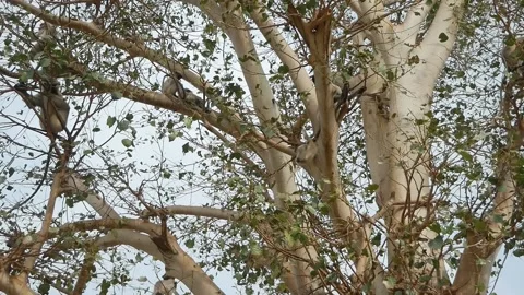 A group of gray langur monkeys sitting on a tree in Hampi Stock-Footage 140027675