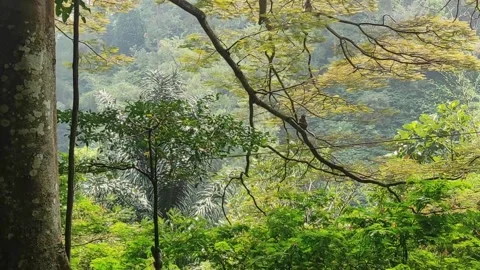 Group of Gray Monkeys Playing on a Tree 库存影片 277616004