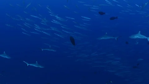 A group of Gray Reef Sharks, and a large school of Bigeye barracuda  스톡 동영상 119339024