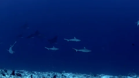 A group of Gray Reef Sharks and Spotted Eagle Ray Stock Footage 119342819