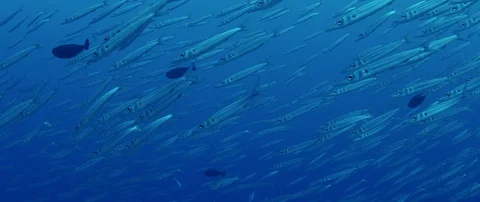 A group of Gray Reef Sharks, Carcharhinus amblyrhynchos, and a large school o Vídeo Stock 119329752