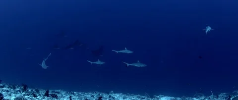 A group of Gray Reef Sharks, Carcharhinus amblyrhynchos, and Spotted Eagle Ra Stock Footage 119334845