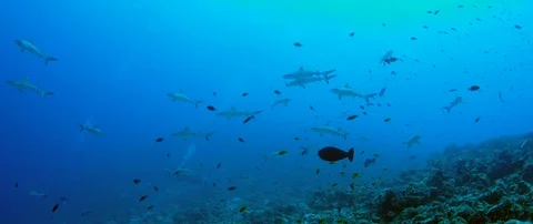 A group of Gray Reef Sharks, Carcharhinus amblyrhynchos, swim in the clear, b Stock Footage 119336320