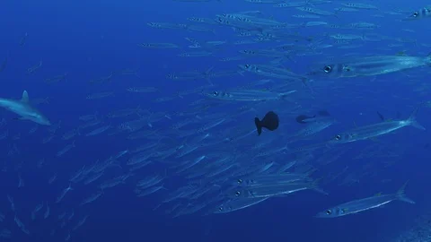 A group of Gray Reef Sharks, Carcharhinus amblyrhynchos, and a large school o Stock Footage 119337057