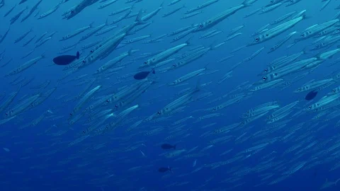 A group of Gray Reef Sharks, Carcharhinus amblyrhynchos, and a large school o Vídeos de archivo 119341405