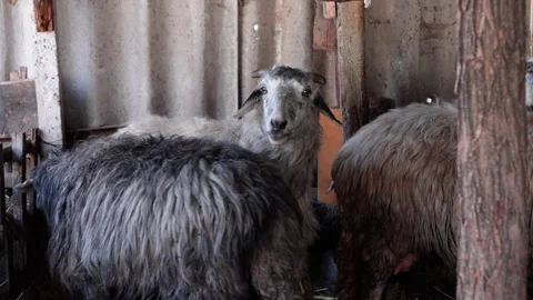 Group of gray sheep standing together inside a rustic barn with wooden 库存影片 332893431