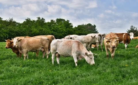 Group of grazing cows Stock Photos