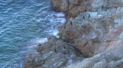 Group of great cormorants (Phalacrocorax carbo) on the cliff Stock Footage