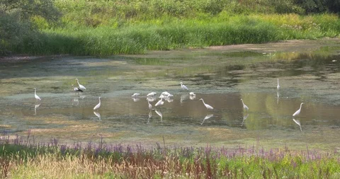 Group of great egrets feeding in shallow water Stock Footage 104667301