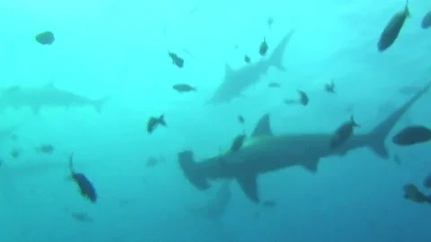 Group of great hammerhead shark on background underwater in sea of Galapagos. Video stock 73497913