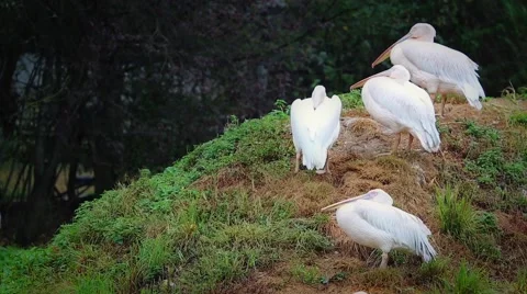 Group Of Great White Pelican In Heavy Rain Stock Footage