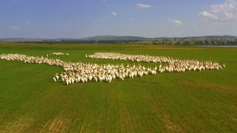 Group of great white pelicans resting on green field , aerial view Stock Footage 136031953