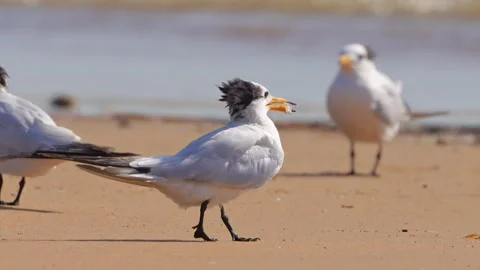 Group of Greater Crested Terns Walking on Sandy Beach Shoreline Vídeo Stock 330214053