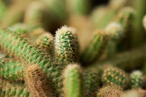 Group of green cactus Stock Photos