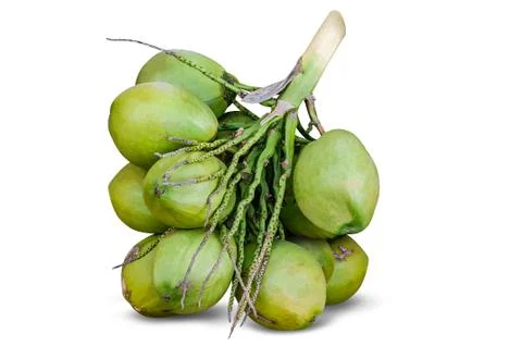 Group of green coconuts, coconut cluster isolated on white background Stock Photos
