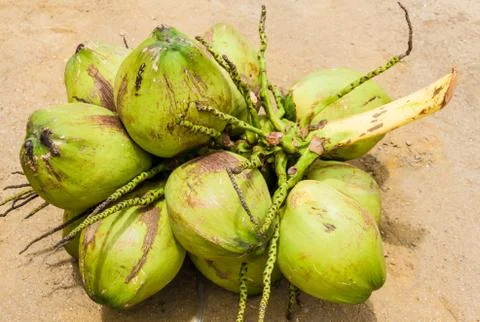 Group of green coconuts Stock Photos